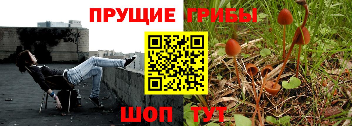 что такое   Псилоцибиновые грибы Psilocybine cubensis  Вход с VPN  Кандалакша 
